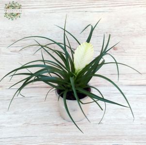 Tillandsia fehér!! kaspóban 