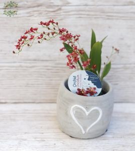 mini orchyd Oncidium in pot