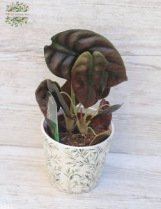 Alocasia cuprea in pot (20cm)