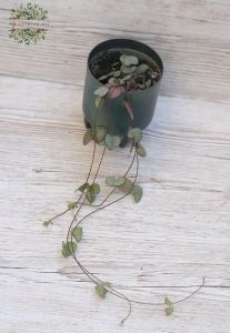 small Ceropegia woodii in pot