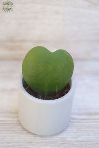 green heart leaf (Hoya) in pot