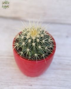 small Echinocactus grusoni in a pot