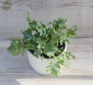 small Phlebodium in pot