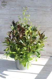 Leucothoe im Topf (30cm)