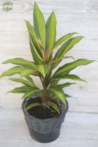 variegated Cordyline in a pot (40cm)