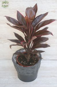 dark-leafed Cordyline in a pot (40cm)