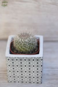 Mammilaria Kaktus im Topf