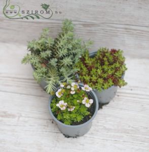 rock garden plants or in balkony, 3 pieces without pots