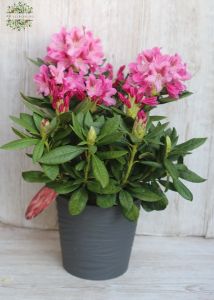 Rhododendron mit Topf