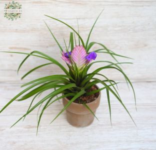 Elágazó Tillandsia cyanea