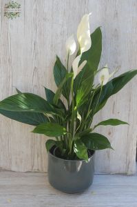 gross Spathiphyllum im Topf