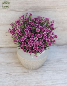 Carnation with pot