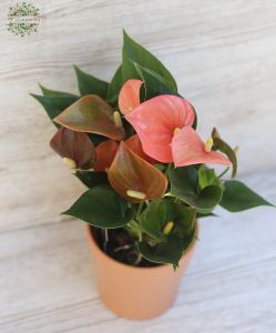 Anthurium in pot