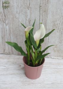 Blassrosa Calla-Lilie im Topf