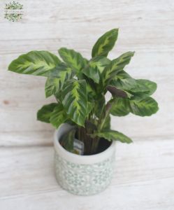 Calathea in pot