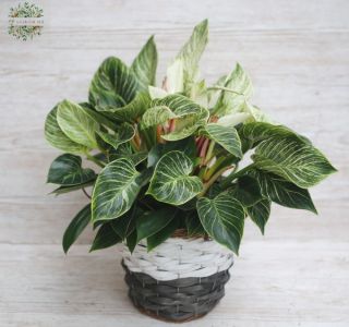 Philodendron birkin fonott kosárban