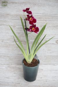 Miltoniopis-Orchidee im Topf