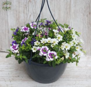 Mixed balcony flowers in a hanging pot