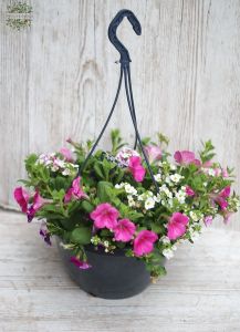 Mixed balcony flowers in a hanging pot
