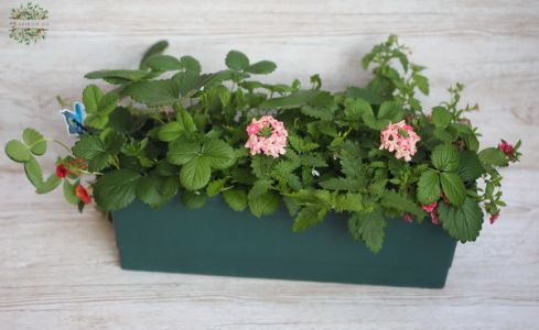 balcony box with strawberry and bacony plants (50x17x17)