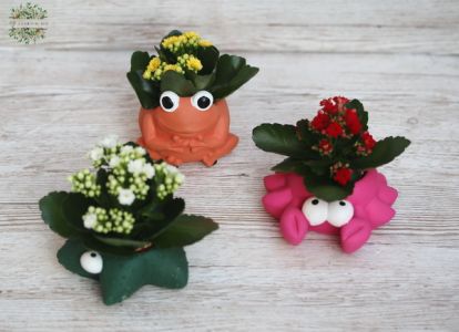 kalanchoe in animal-shaped pot