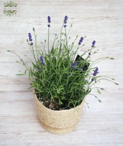 Lavendel im Topf