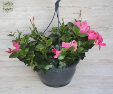 Mandevilla in einem Hängetopf (25cm)