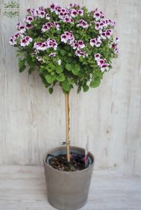 englishe geranium in pot (60cm)