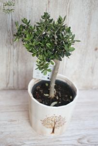 olive tree in a pot