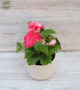 begonia in pot