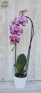 Großblütige Kaskaden-Phalaenopsis