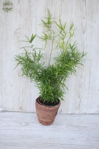 Asparagus Falcatus in pot