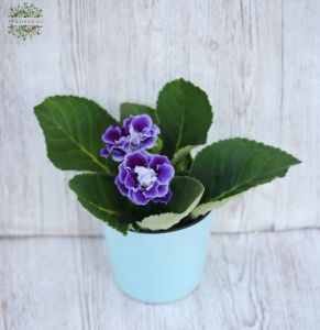 Gloxinia im Tof Sinningia Brocade Blue