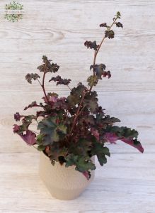 Tűzeső - Heuchera Micrantha 'Palace Purple' kaspóban