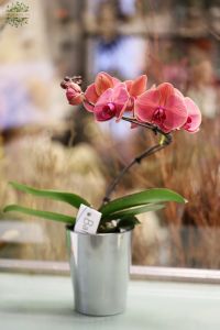 Phalaenopsis swan