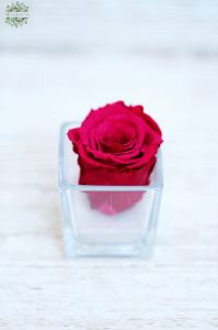 pink Forever rose in small glass cube