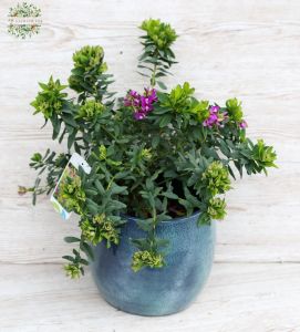 Polygala Myrtifolia in pot