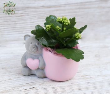 Teddy pot with mini kalanchoe (14cm)