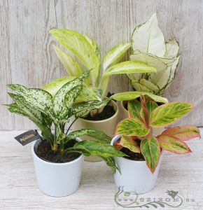 Aglaonema in different colors and in pot (1pc)