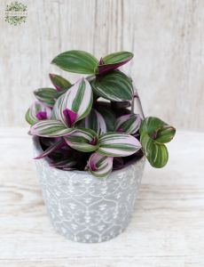 Tradescantia Nanouk (pletyka) kaspóval - beltéri