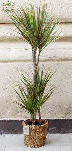 Dracaena Marginata Bicolor in basket , 130cm