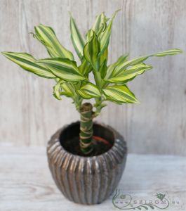 Dracaena fragrans Yellow Coast (30cm) kaspóban