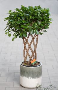 Ficus mit kleinen Blättern mit geflochtenem Stamm (75cm), in grossen Topf