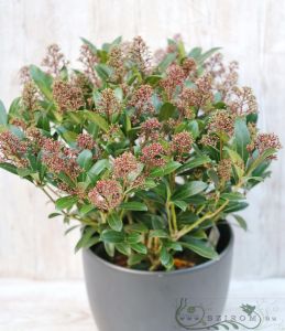 a big Skimmia japonica in pot (45cm)