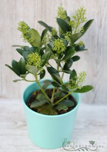 fehér virágú dérbabér - Skimmia japonica (30cm) kaspóban