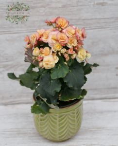 Begonia in a pot