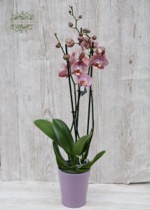 Phalaenopsis-Orchidee im Topf