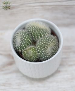 Notocactus Hasselbergii