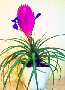 Tillandsia cyanea in ceramic pot (Pink Quill) (25cm) - indoor plant