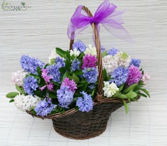 flower basket with 30 hyacinthus (60cm)